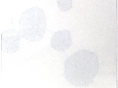 Quallen | © Galerie Dr. Markus Döbele