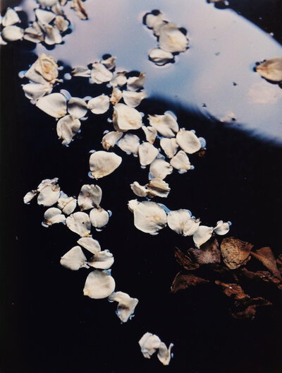 © Galerie Dr. Markus Döbele Garden V | © Galerie Dr. Markus Döbele